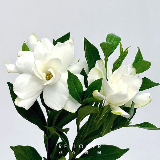 50枝 清甜栀子花 | 新客福利 商品图4