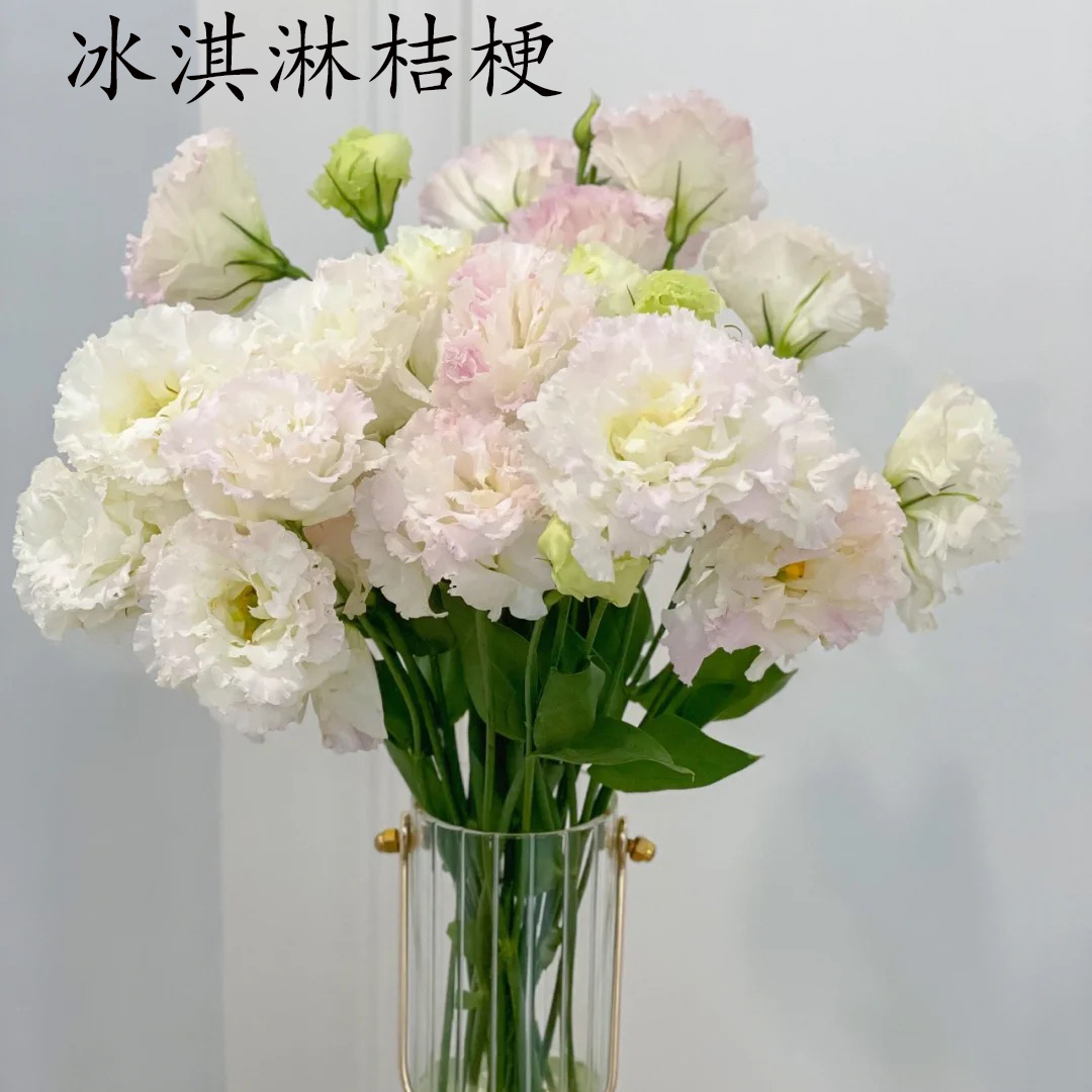 【佳海花业】洋桔梗  冰淇淋   800g/扎  颜色深浅略有差异 以实物为准 云南基地发货（价格已包含包装费用） 运费以实际为准，多退少补。