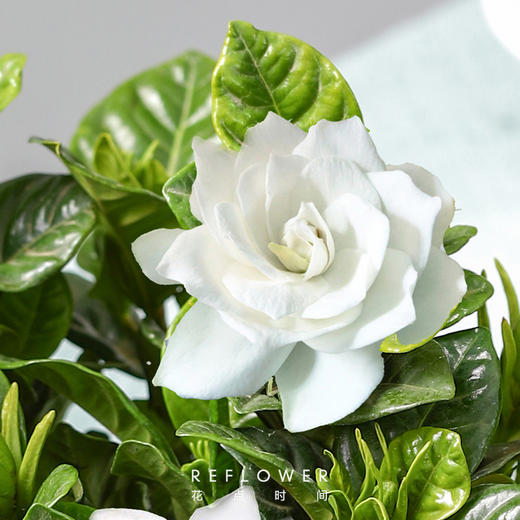 50枝 清甜栀子花 | 新客福利 商品图3