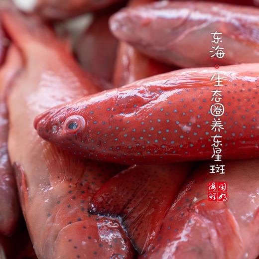 【闹妈海鲜】舟山东海鲜冻生态东星斑各种规格 按条卖 商品图1