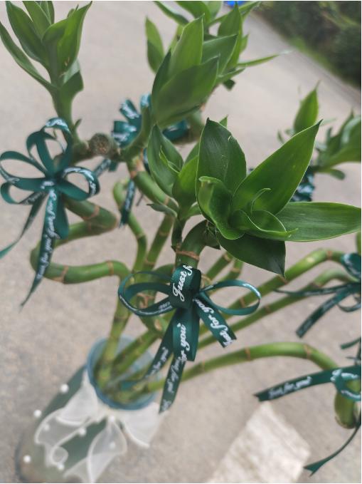 转运竹一瓶 商品图2