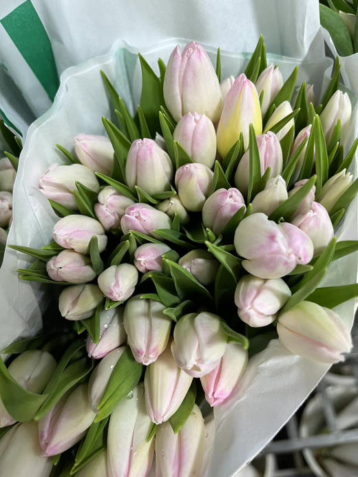 【国产郁金香】粉白色(马卡龙）  约10支/扎 商品图6