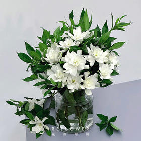 50枝 清甜栀子花 | 新客福利