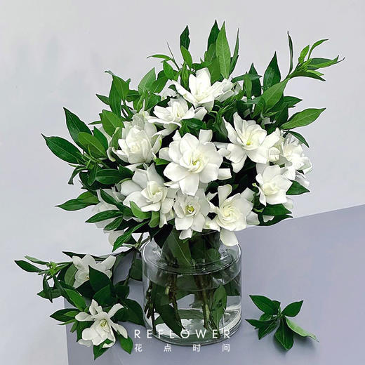 50枝 清甜栀子花 | 新客福利 商品图0