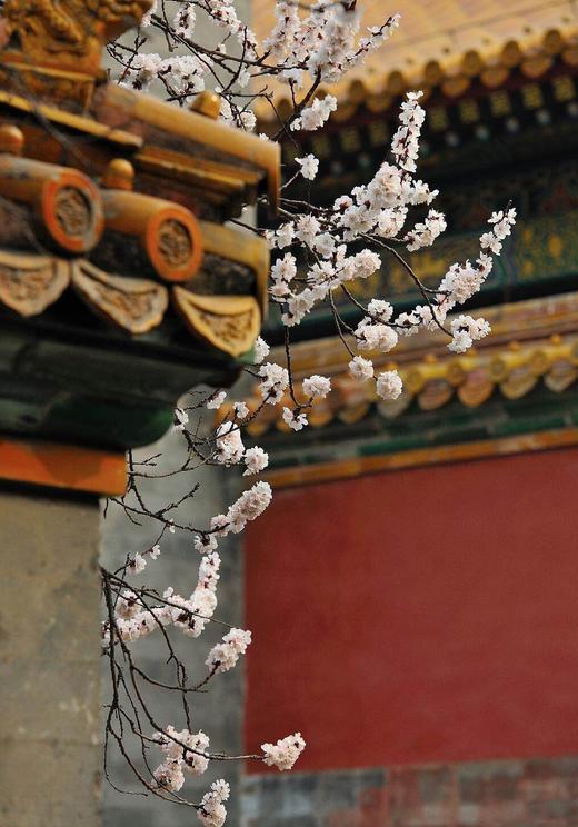 糖炒花生米 纯手工炒制，无添加、无香精、无色素、糖衣薄、味道浓 让人惊喜的酥脆甜蜜 独有的配方 商品图1