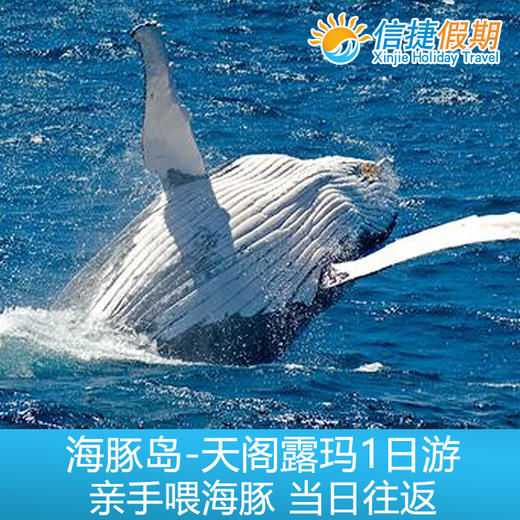 布里斯班天阁露玛 海豚岛亲手喂海豚+浮潜体验一日游 商品图2