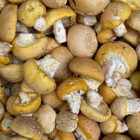 石渠 野生小白菌