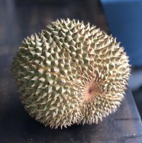 马来西亚“黑刺”榴莲|非常名贵稀有（没有之一）产量极低，很难尝到。价格比“猫山王”还高。其果肉呈奶油状，几乎不含纤维，色泽为明亮橙色，入口甜，尾味像XO榴莲有点苦涩，激烈但不那么持久 骨灰级吃货，来吧