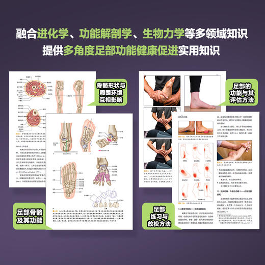 足部科学 基于功能解剖学的评估与强化训练指南 足部结构 运动康复书籍 商品图2