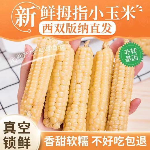 版纳拇指小玉米【KM】 商品图1