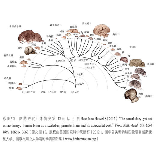 智能简史 新知127 李大烈 著 文化 商品图2