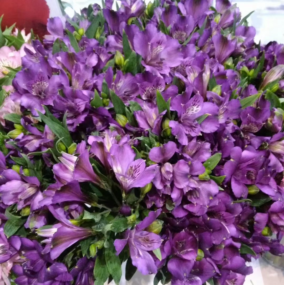 六出花/水仙百合紫色10支装