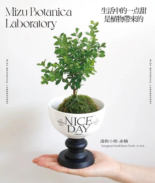 普鲁斯特的甜品杯 商品图3