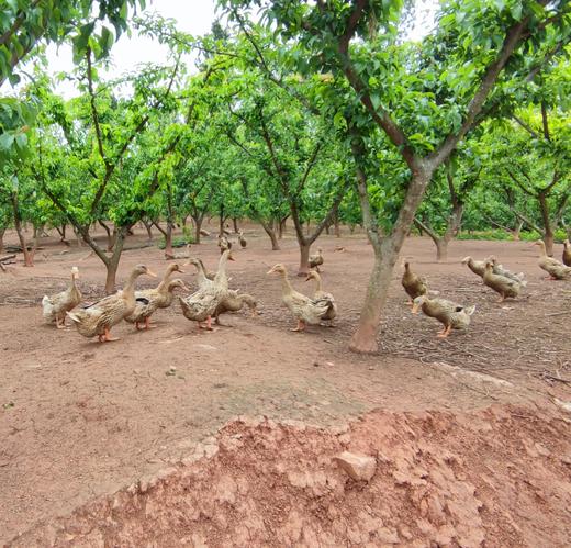 【预售 4月7日左右发】生态老麻鸭/鸭子【基地直发-顺丰包邮】 | 来自四川金堂，生产者：韩建斌【合作生产，公平贸易】 商品图6