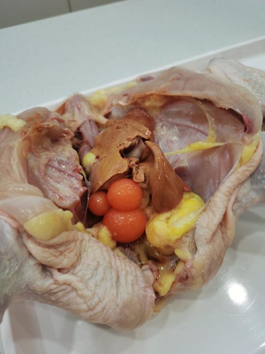 奔牛沈小亚家 散养老母鸡 商品图8