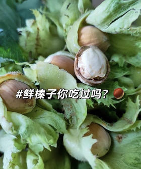 周五配送！🔥新鲜的东北榛子上市喽🔥榛子季节性很强，每年这个时候才有，生的营养高，
现在的口感鲜嫩多汁，清爽微甜，皮薄肉大，入口脆爽，用牙齿也可以轻松咬开😋带叶带皮的，超新鲜🌈规格：1斤/袋
