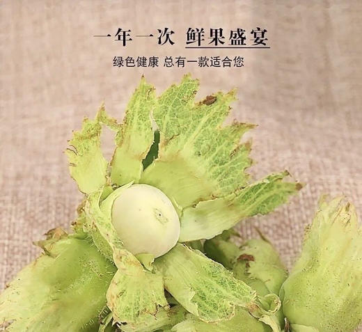 周五配送！🔥新鲜的东北榛子上市喽🔥榛子季节性很强，每年这个时候才有，生的营养高，
现在的口感鲜嫩多汁，清爽微甜，皮薄肉大，入口脆爽，用牙齿也可以轻松咬开😋带叶带皮的，超新鲜🌈规格：1斤/袋 商品图1