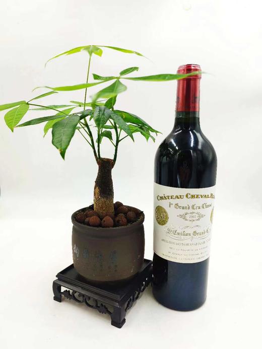 B1F【红酒】02年白马庄干红葡萄酒 750ml （取货时间：即买即取） 商品图0