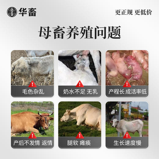 母畜 猪牛羊养殖三宝 营养宝+气血宝+排毒宝 排毒素解毒补充营养气血足催奶下奶 商品图1