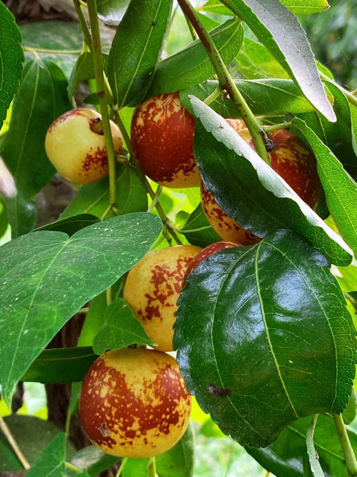 【陕西大荔冬枣】👑水果界VC✅自然熟，不早采✅核小肉厚，不卡嗓，一口下去脆爽化渣✅高标准种植，带0农残检测证书 ✅五星产地！品质甄选！新鲜配送！ 商品图6