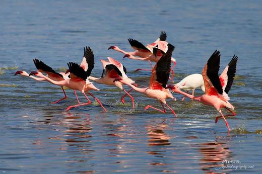 非洲动物大迁徙&鸟类摄影丨坦桑尼亚（塞伦盖蒂+恩戈罗恩戈罗保护区+塔兰吉雷）、肯尼亚（马赛马拉+埃尔蒙塔塔湖）12天摄影团 商品图3