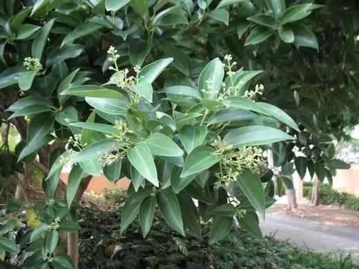 AyuSkAma 马达加斯加有机锡兰肉桂精油 商品图1