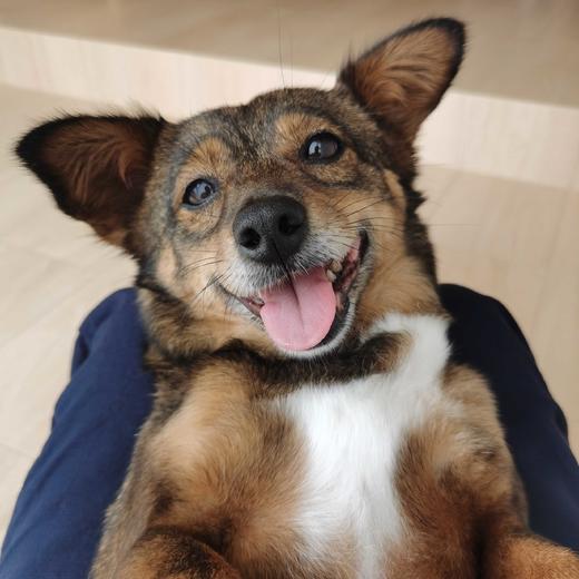 爱肯拿鸭肉梨11.4kg+福摩鸭薯26磅 商品图0