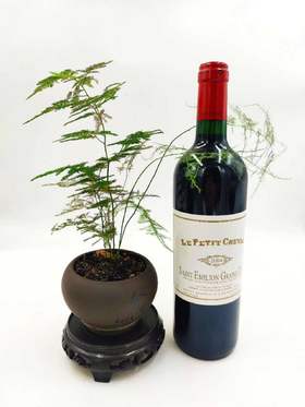 B1F【红酒】04年白马庄干红葡萄酒 750ml （取货时间：即买即取）