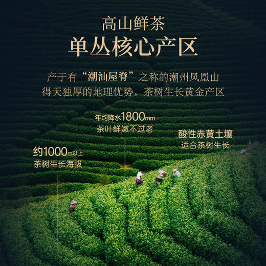 华祥苑-贵宾茶凤凰单丛200g 商品图7