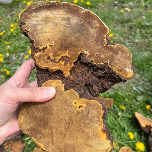 西藏野生桑黄 商品图2