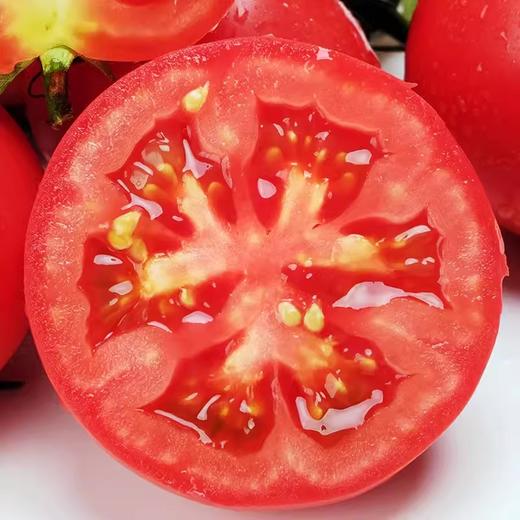 阳瑞有机番茄（红）500g/份 商品图3