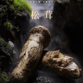 赴一場香格里拉的“松茸鮮宴”。