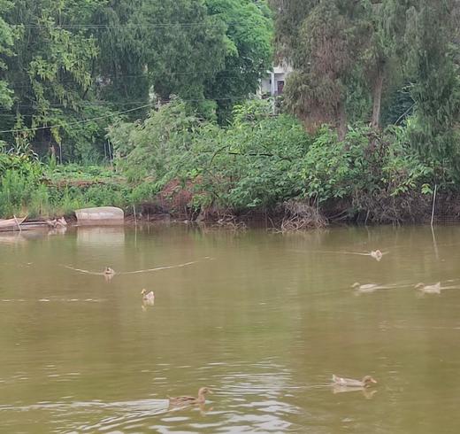 【预售 4月7日左右发】生态老麻鸭/鸭子【基地直发-顺丰包邮】 | 来自四川金堂，生产者：韩建斌【合作生产，公平贸易】 商品图7