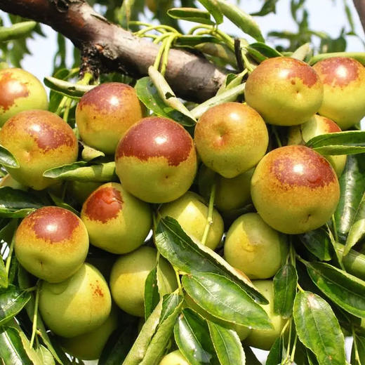 【陕西大荔冬枣】👑水果界VC✅自然熟，不早采✅核小肉厚，不卡嗓，一口下去脆爽化渣✅高标准种植，带0农残检测证书 ✅五星产地！品质甄选！新鲜配送！ 商品图4