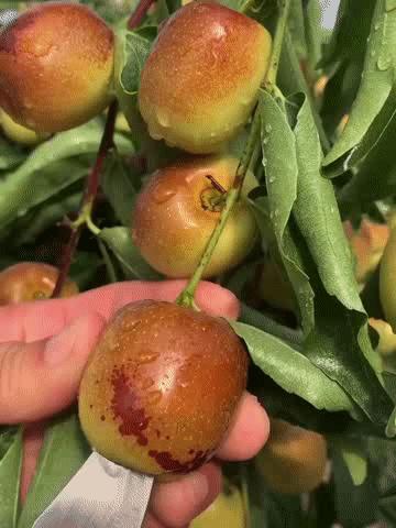 【陕西大荔冬枣】👑水果界VC✅自然熟，不早采✅核小肉厚，不卡嗓，一口下去脆爽化渣✅高标准种植，带0农残检测证书 ✅五星产地！品质甄选！新鲜配送！ 商品图2