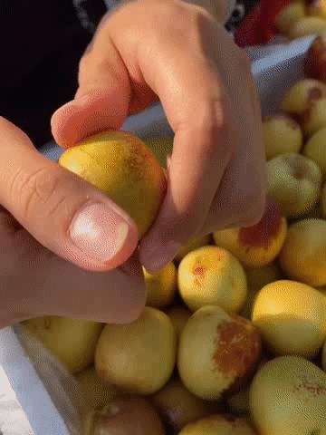 【陕西大荔冬枣】👑水果界VC✅自然熟，不早采✅核小肉厚，不卡嗓，一口下去脆爽化渣✅高标准种植，带0农残检测证书 ✅五星产地！品质甄选！新鲜配送！ 商品图9