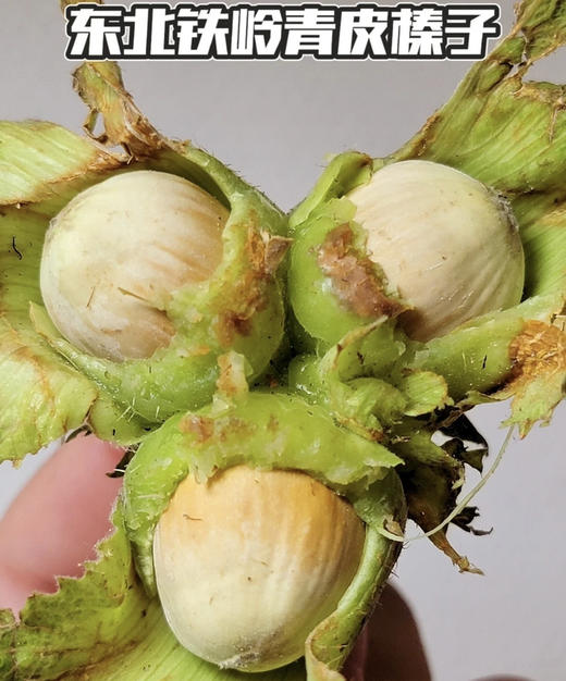 周五配送！🔥新鲜的东北榛子上市喽🔥榛子季节性很强，每年这个时候才有，生的营养高，
现在的口感鲜嫩多汁，清爽微甜，皮薄肉大，入口脆爽，用牙齿也可以轻松咬开😋带叶带皮的，超新鲜🌈规格：1斤/袋 商品图2