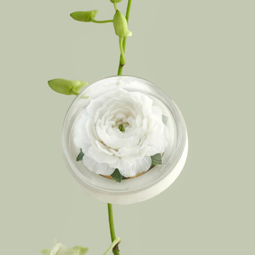 呈白 虎头茉莉非遗瓷花香薰礼盒 商品图1