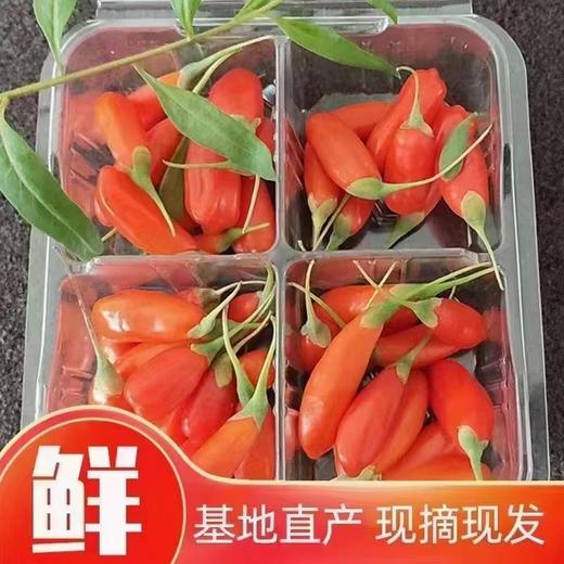 青海柴达木新鲜枸杞 只卖七八月的鲜果枸杞 顺丰冷链包邮 125g/盒*4盒/份 商品图11