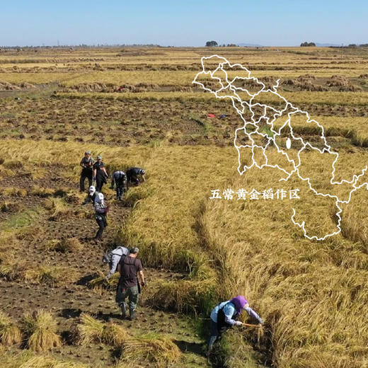 隆平农场三色糙米400g五谷杂粮 粗粮 糙米饭 黑米红米 糙米 商品图3