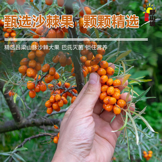 沙棘原浆20ml*15袋 商品图3