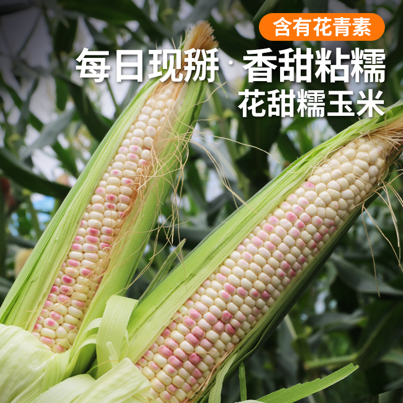 农家花甜糯玉米 新鲜现掰  鲜嫩甜糯  花粒鲜食玉米  5斤