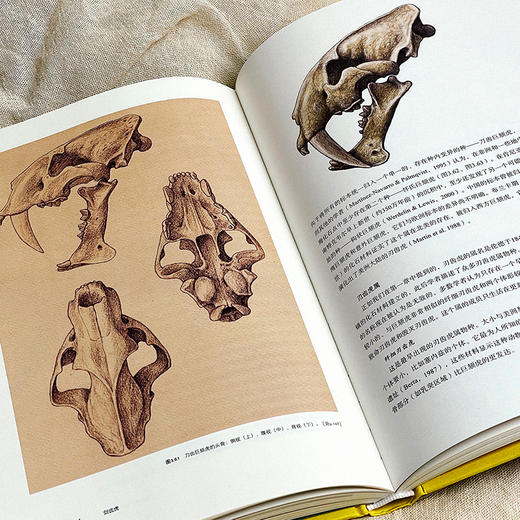 剑齿虎 Sabertooth 史前生命丛书 古生物学普及读物 彩图精装 商品图9