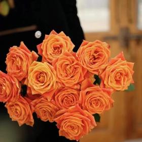 【橘子汽水】玫瑰-橙色系 10枝 | 新客福利