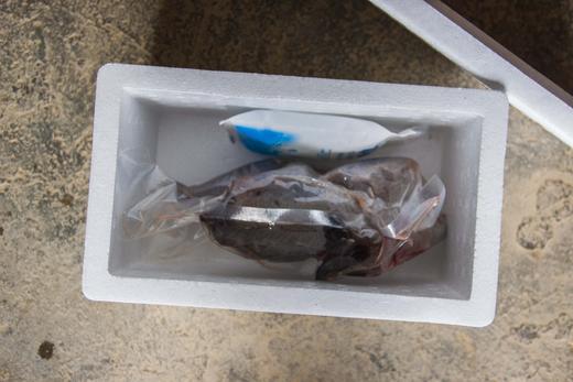 有机乌骨鸡｜白毛乌骨鸡｜肉也黑｜衢州顺丰 商品图14