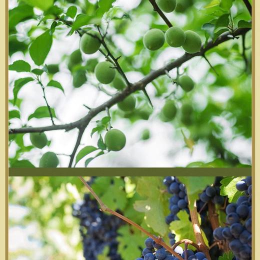 佰斯纳特青梅抱葡萄240g/罐 商品图4