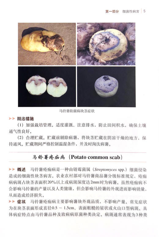 马铃薯主要病虫害识别与防治【中国农业出版社官方正版】 商品图4