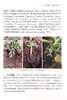 马铃薯主要病虫害识别与防治【中国农业出版社官方正版】 商品缩略图2