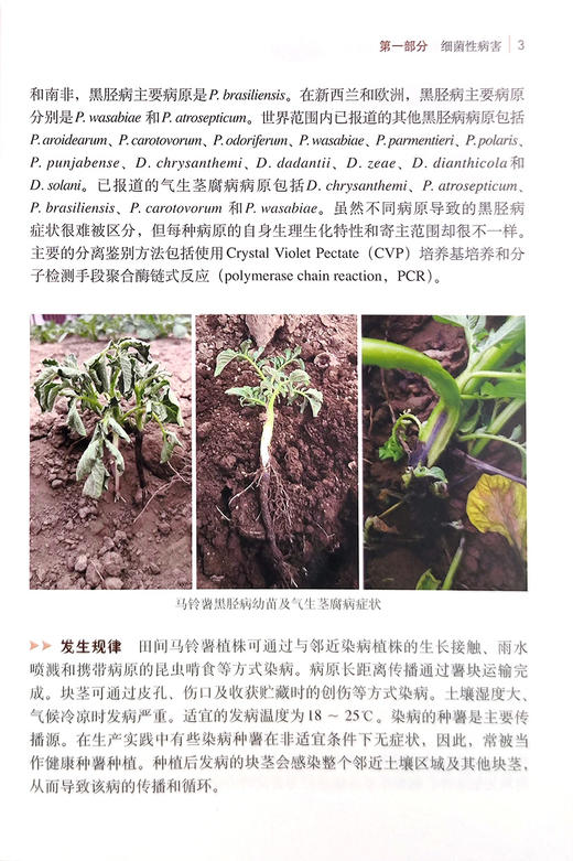 马铃薯主要病虫害识别与防治【中国农业出版社官方正版】 商品图2