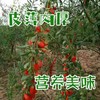 青海柴达木新鲜枸杞 只卖七八月的鲜果枸杞 顺丰冷链包邮 125g/盒*4盒/份 商品缩略图8